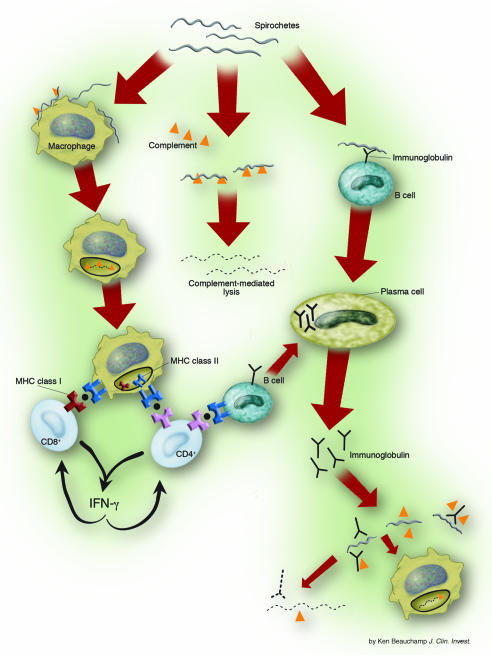 Host mechanisms of spirochetal killing